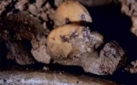 河南惊现西汉千年古墓  墓主人身份成谜  一件器物让专家直接傻眼