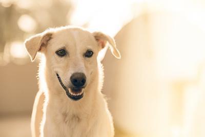 狂犬疫苗能喝酒吗 狂犬疫苗什么时候打