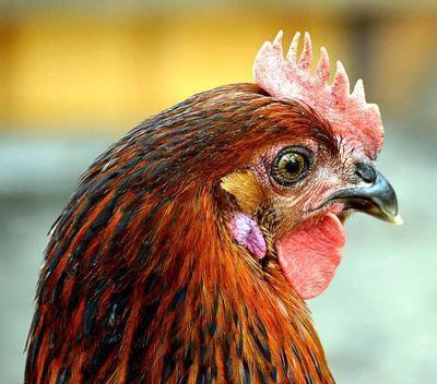 100克熟鸡胸肉的蛋白质含量是多少 100克熟鸡胸肉含多少蛋白质
