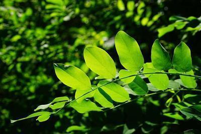 宝宝能喝枇杷叶煮水吗 宝宝喝多少枇杷叶水合适