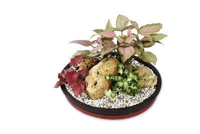 刮完芋头后手痒的原因 刮完芋头后手痒怎么处理