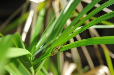 绿瘦减肥茶 切勿过分依赖