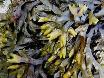 尿道结石可以吃海带吗 海带的功效有哪些