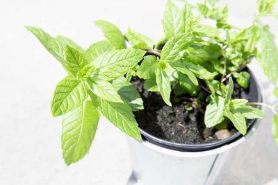 白茯苓用途有哪些 常食白茯苓有益健康