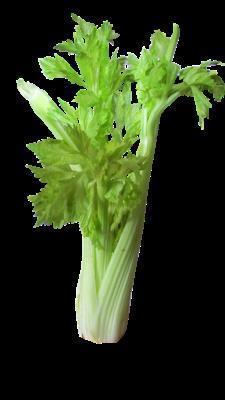 冬天种什么蔬菜好 掌握蔬菜种植总能吃到新鲜蔬菜