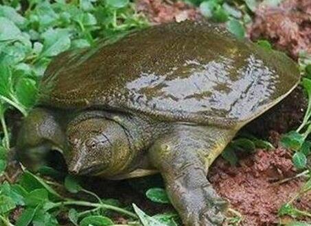 吃甲鱼有什么营养价值 饮食必知吃甲鱼的常见禁忌