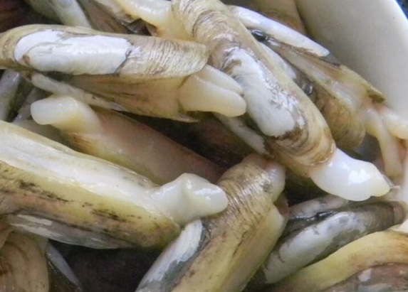 孕妇能吃蛏子吗 蛏子的清洗方法
