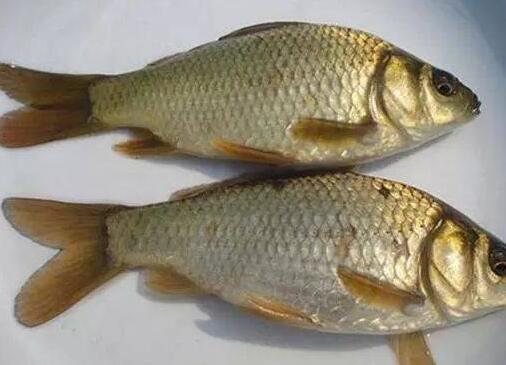 鲫鱼豆腐汤的做法 详解鲫鱼豆腐汤的营养功效