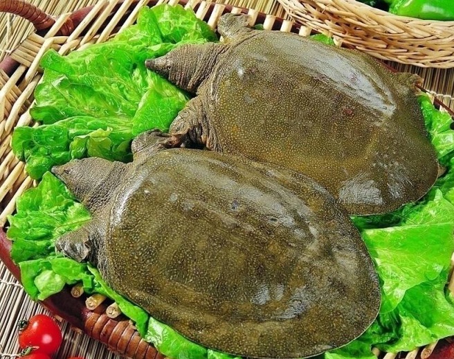 甲鱼的功效 甲鱼怎么做好吃